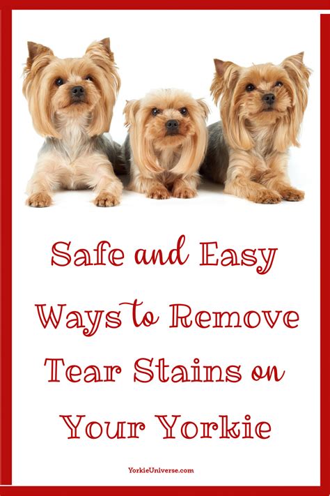 Remove Yorkie Tear Stains Fast