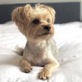 Research Your Yorkie’s Past