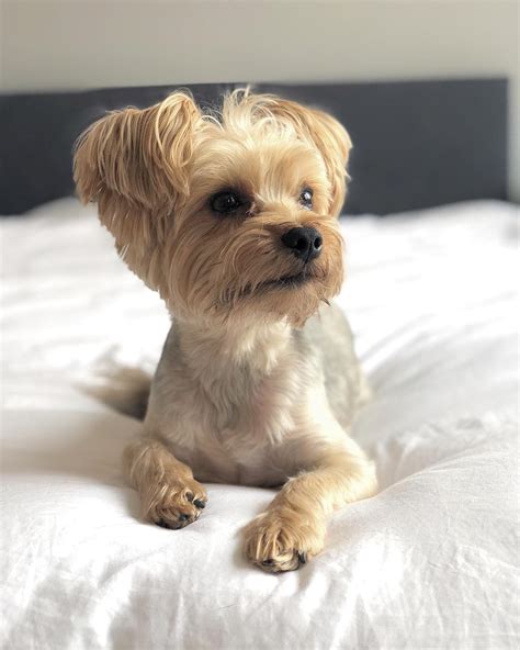 Research Your Yorkie’s Past