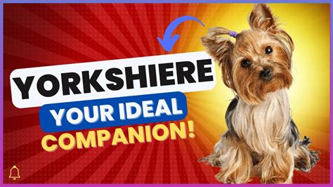 Reveal Yorkshire Terrier Secrets