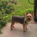 Safe Outdoor Play for Yorkshire Terriers in Summer