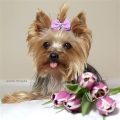 Safe Seeds for Yorkies