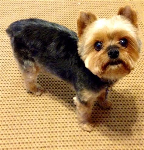 Schnauzer Cut On A Yorkie