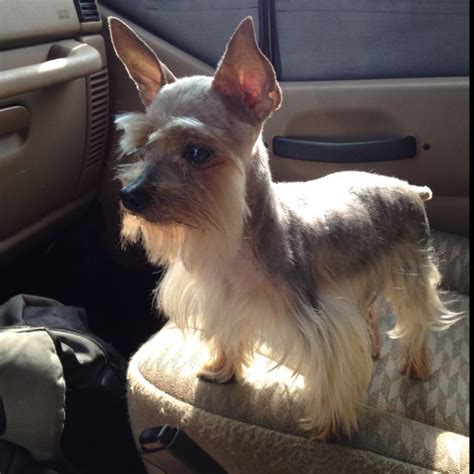 Schnauzer Haircut On Yorkie