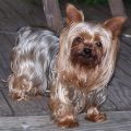 See Historic Yorkshire Terriers