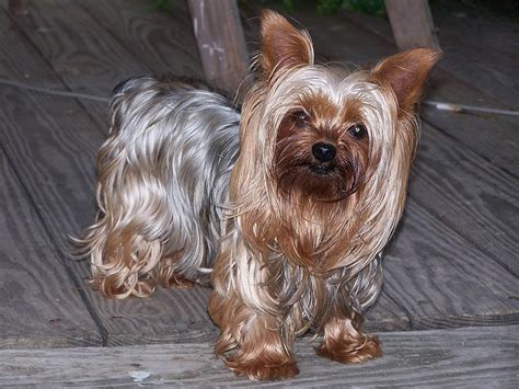 See Historic Yorkshire Terriers