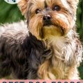 Senior Yorkie Nutrition Guide