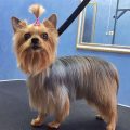 Should Yorkies Get Haircuts Every Month?