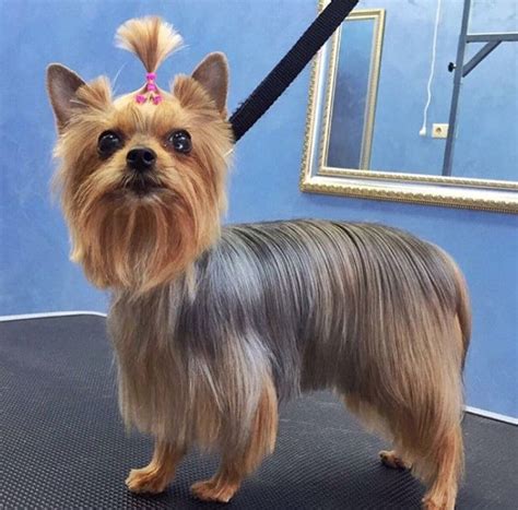 Should Yorkies Get Haircuts Every Month?