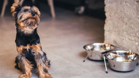 Should Yorkshire Terriers Stay Indoors in Summer?