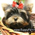 Should You Crate Train Your Yorkie?