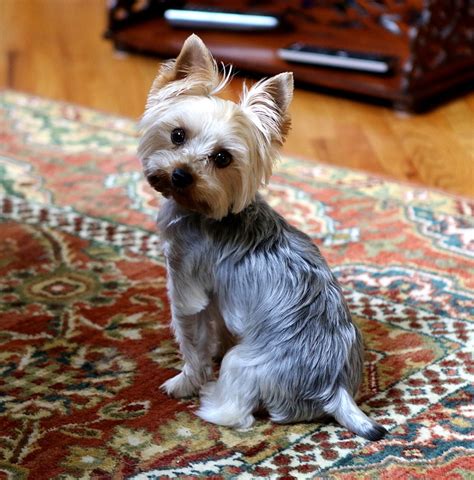 Should You Use Conditioner on a Yorkie’s Coat?