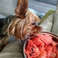 Show Yorkie Diet Tips