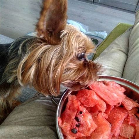 Show Yorkie Diet Tips