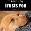 Signs That A Dog Trusts You