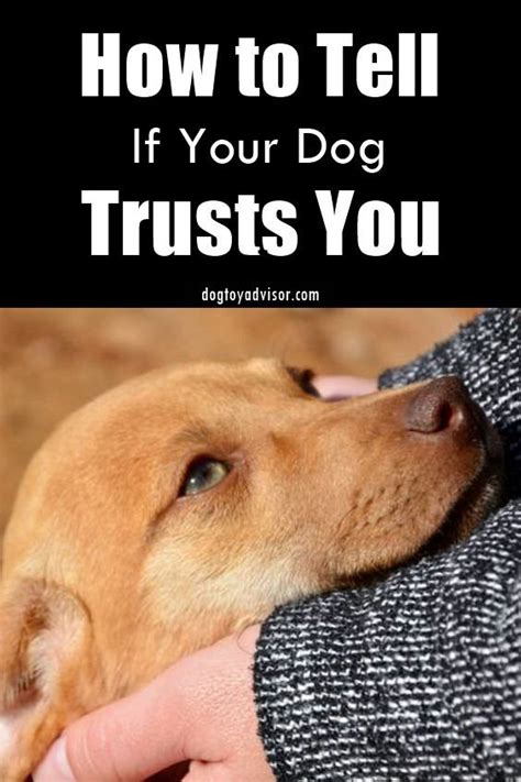 Signs That A Dog Trusts You