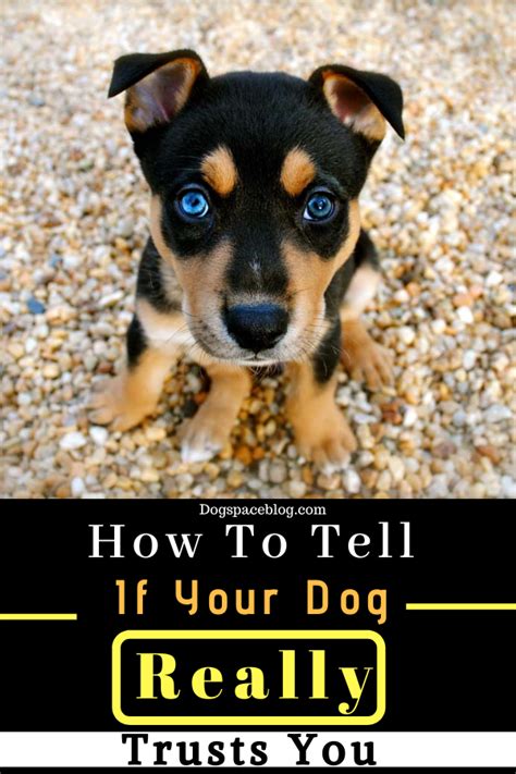 Signs That Your Dog Trusts You