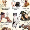 Signs Your Dog Is Happy And Loves You