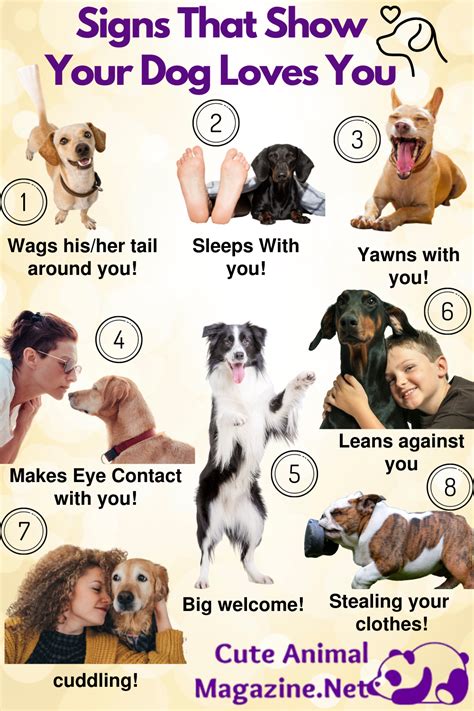 Signs Your Dog Is Happy And Loves You