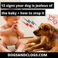 Signs Your Dog Is Possessive Of You