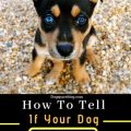 Signs Your Dog Trusts You