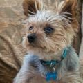 Signs Your Yorkie Is Aging