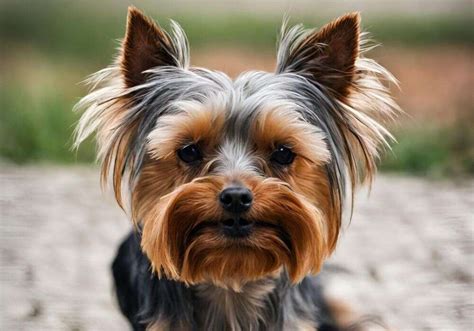 Signs of Aging in Your Yorkie