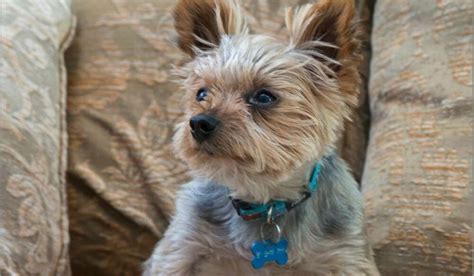 Signs of aging in Yorkies