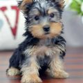 Silky Yorkie Puppy