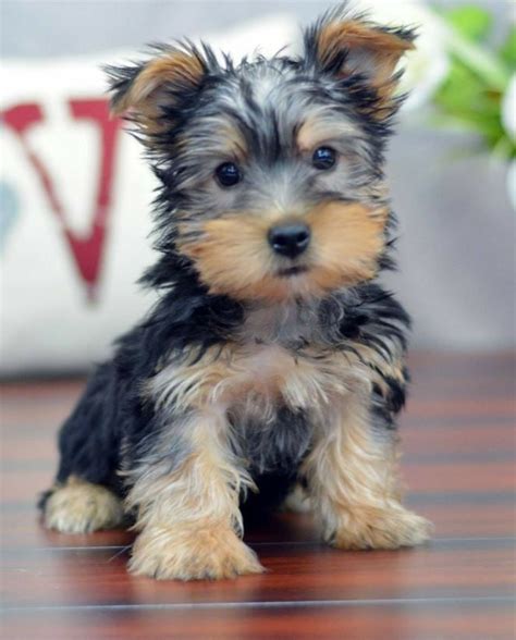 Silky Yorkie Puppy