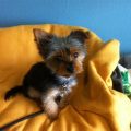 Six Month Old Yorkie