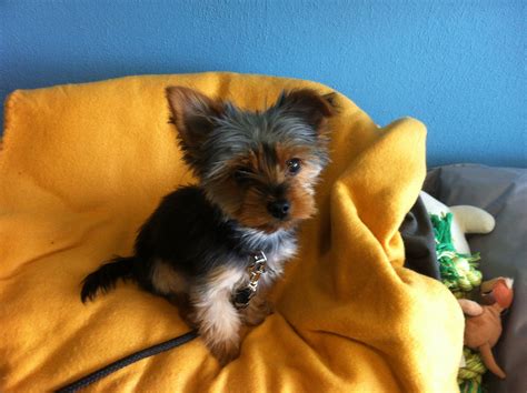 Six Month Old Yorkie