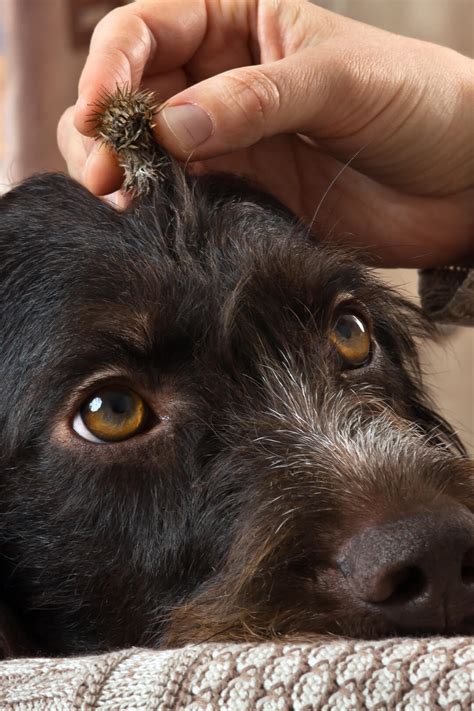 Small Burrs In Dog Fur