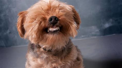 Solve Yorkie Dental Problems