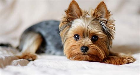 Spot Stress in Your Yorkie