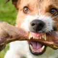 Stop Yorkie Food Aggression