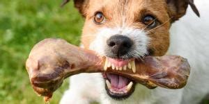 Stop Yorkie Food Aggression