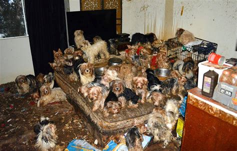 Stop Yorkie Food Hoarding