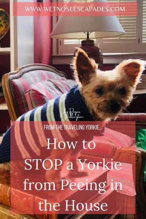 Stop Yorkie Overeating