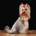 Summer Coat Care for Yorkshire Terriers