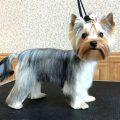 Summer Grooming for Yorkshire Terriers Explained