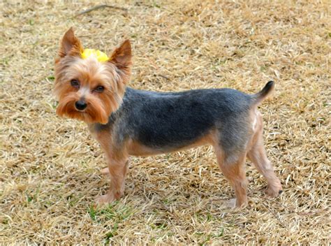 Summer Yorkie Cuts