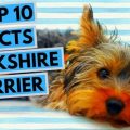 Surprising Facts About Yorkshire Terriers’ Coat