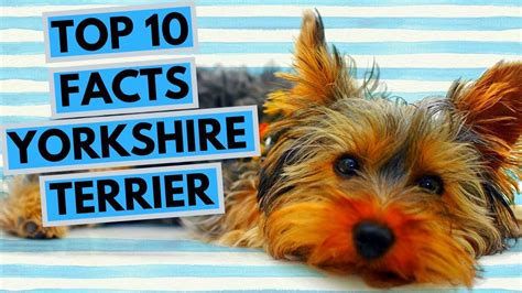 Surprising Facts About Yorkshire Terriers’ Coat