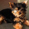 Taking Care Of A Yorkie Puppy