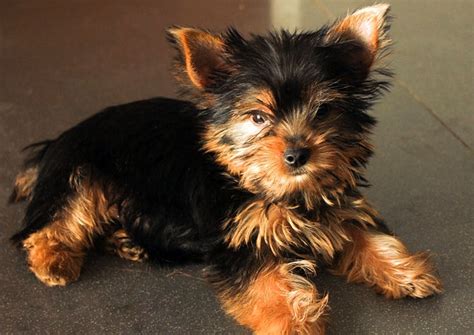 Taking Care Of A Yorkie Puppy