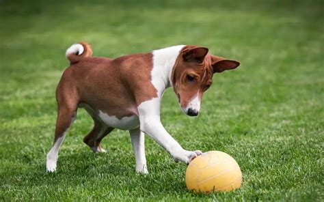 Talkative Dog Breeds