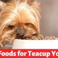 Teacup Yorkie Food Guide