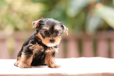 Teacup Yorkie care guide