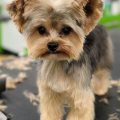 Teddy bear haircut Yorkie